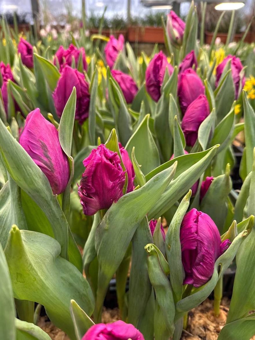 Ботаническом саду Петра Великого открывается фестиваль сирени и тюльпанов «Оттепель чувств»