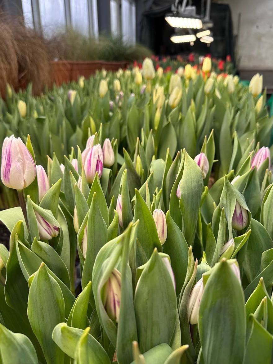 Ботаническом саду Петра Великого открывается фестиваль сирени и тюльпанов «Оттепель чувств»