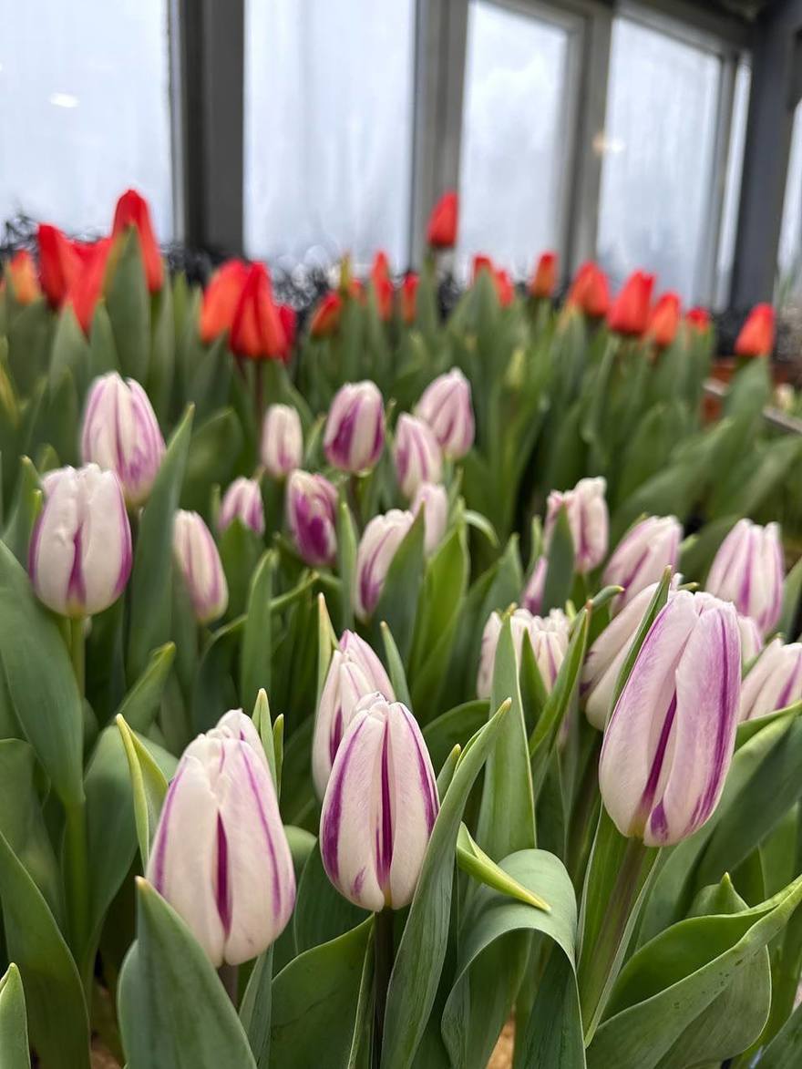 Ботаническом саду Петра Великого открывается фестиваль сирени и тюльпанов «Оттепель чувств»