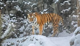 В Ленинградском зоопарке заболел амурский тигр Амадей