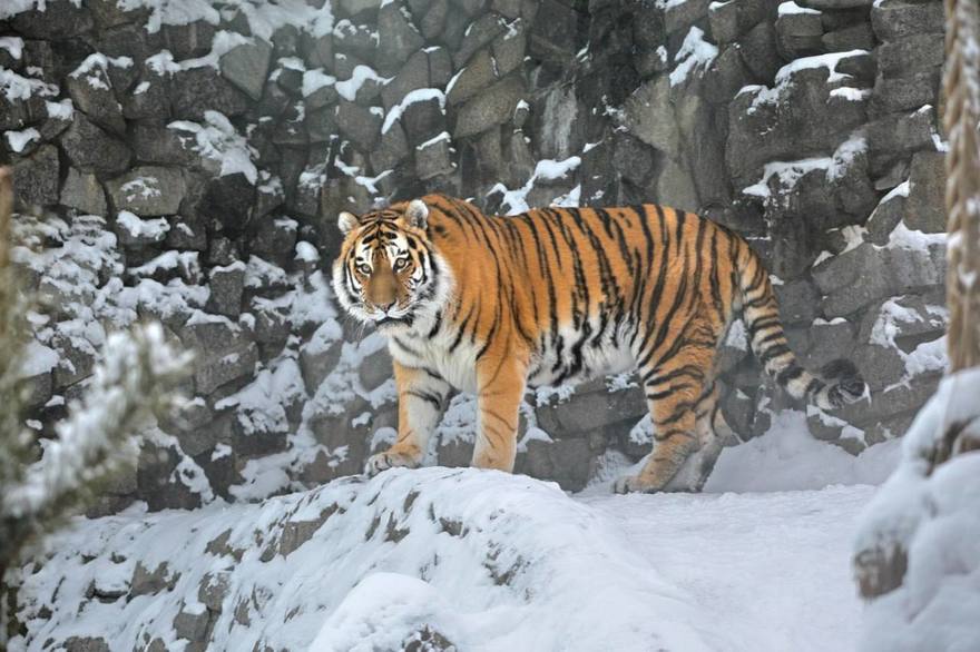 В Ленинградском зоопарке заболел амурский тигр Амадей