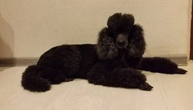 В Петербурге живёт самая старая собака России — малый пудель по кличке Фаня, которой исполнилось 20 лет, что по «человеческим меркам» соответствует почти 140 годам.