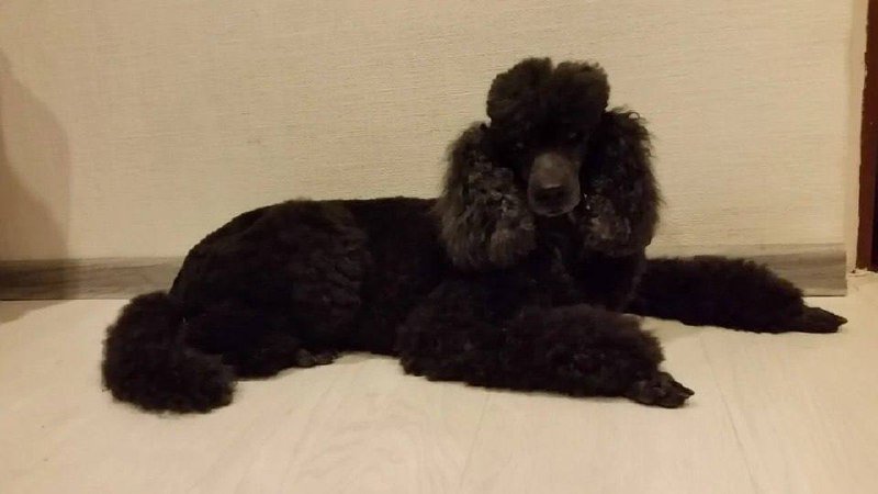 В Петербурге живёт самая старая собака России — малый пудель по кличке Фаня, которой исполнилось 20 лет, что по «человеческим меркам» соответствует почти 140 годам.