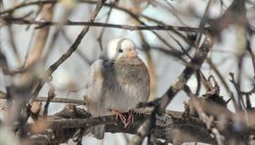 Петербуржцы, похоже, официально стали главными по воробьям