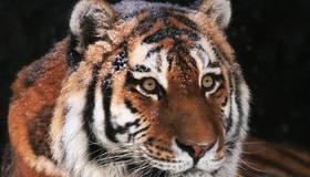 Амурский тигр Амадей из Ленинградского зоопарка умер — ему было 16 лет. 