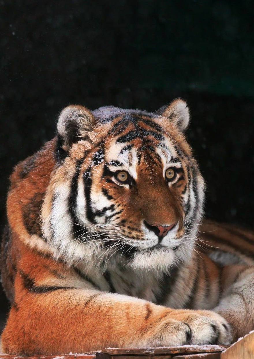 Амурский тигр Амадей из Ленинградского зоопарка умер — ему было 16 лет. 