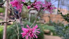 В Ботаническом саду Петра Великого распустились первые цветки сакуры — в Петербурге начинают появляться первые признаки весны.