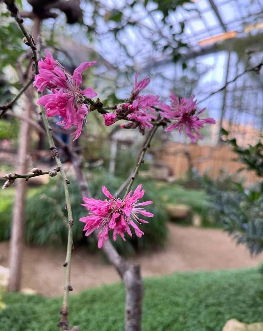 В Ботаническом саду Петра Великого распустились первые цветки сакуры — в Петербурге начинают появляться первые признаки весны.