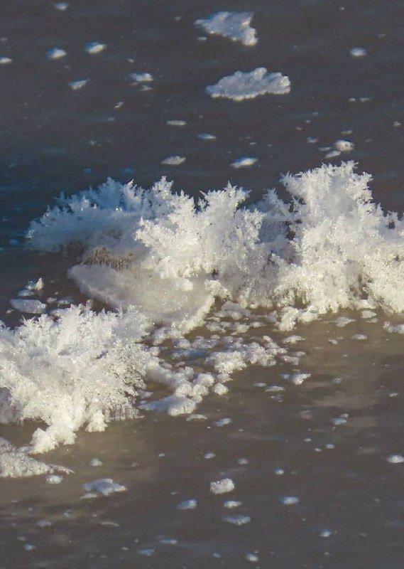 Ледяные цветы появились в «Парке Монрепо».