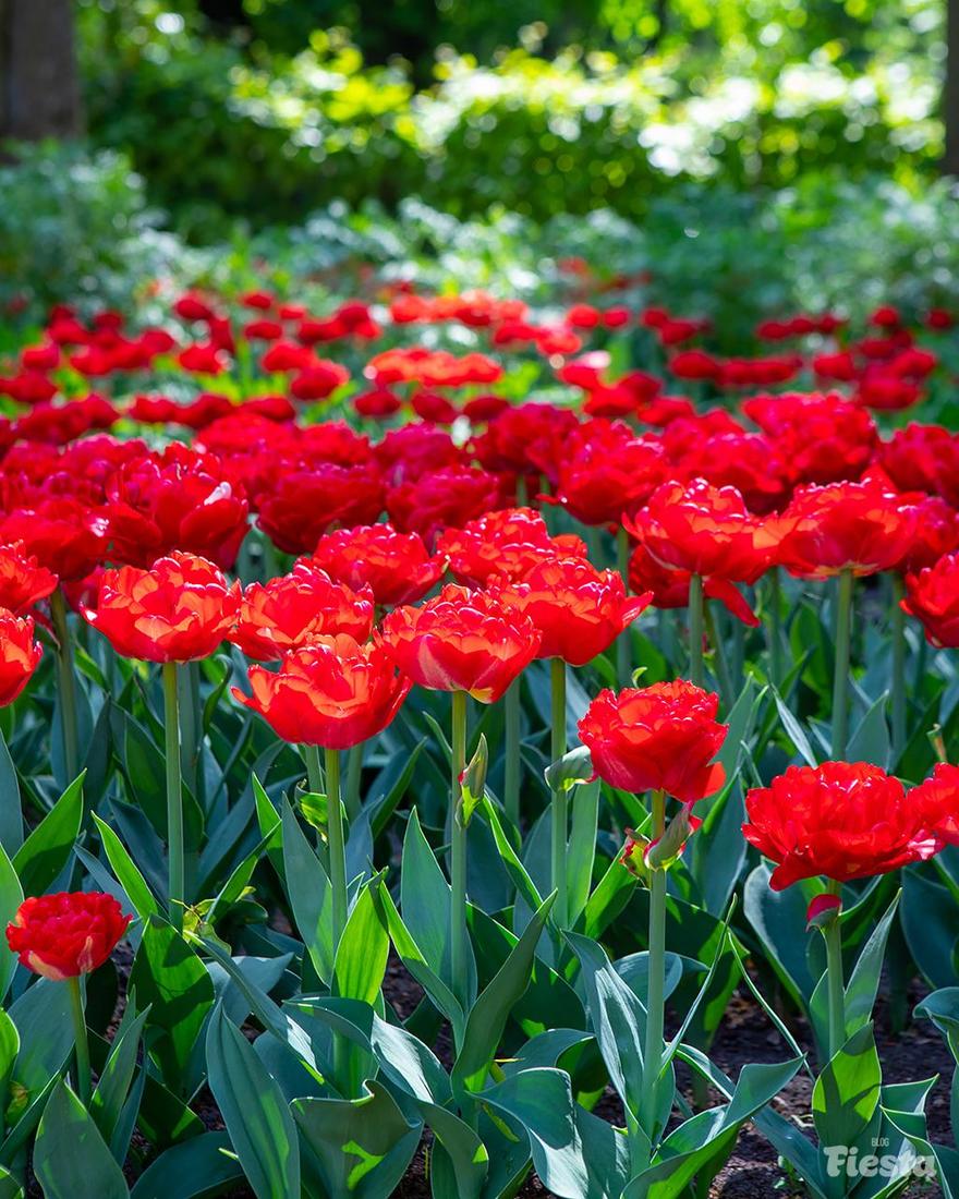 1,2 млн цветов вырастят в Петербурге для украшения улиц в этом году.