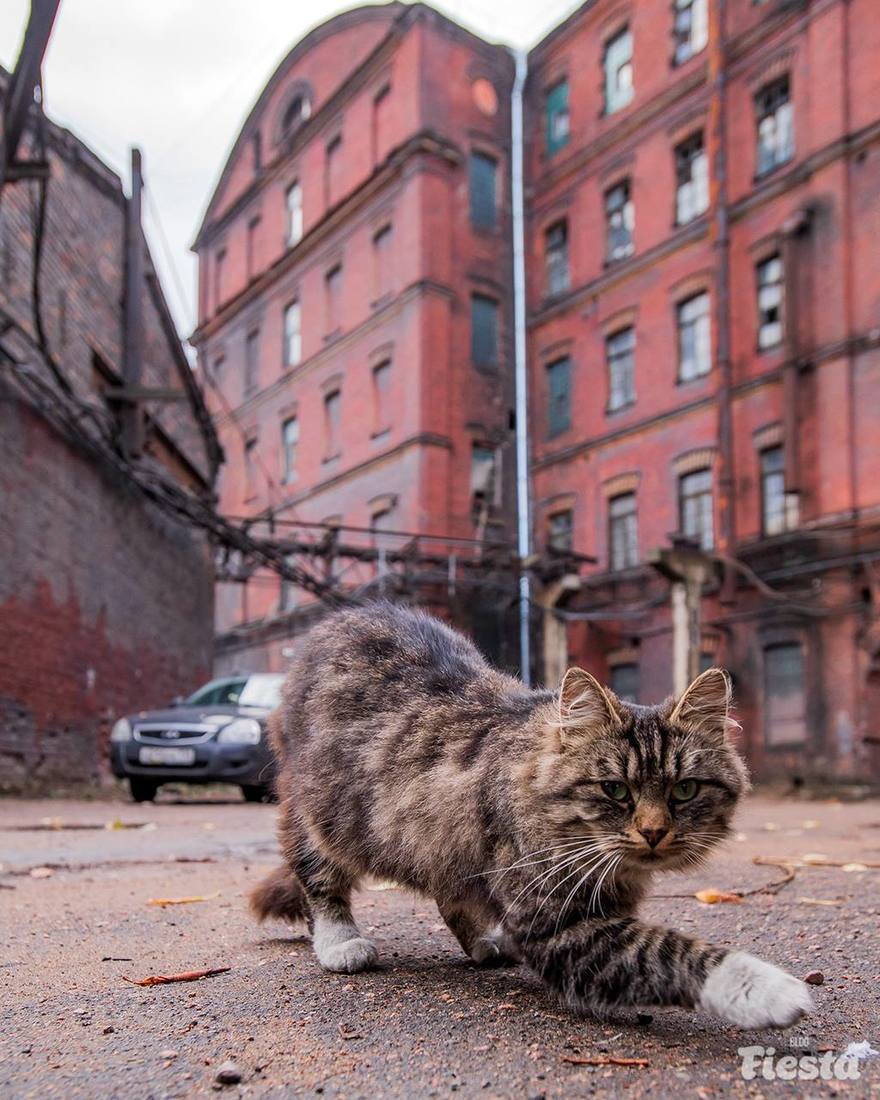   В Петербурге выделят свыше  6  миллионов рублей на отлов и вакцинацию бездомных кошек