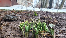 Подснежники заметили в Московском районе.