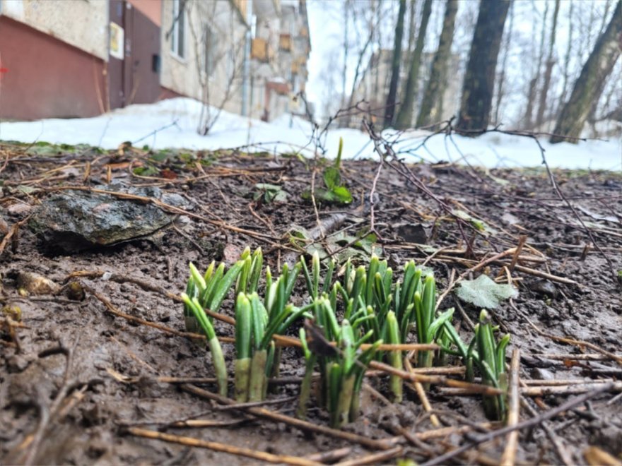Подснежники заметили в Московском районе.