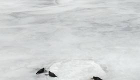 На льдах Ладоги и Финского залива заметили упитанных ластоногих — они уже готовы к началу брачного сезона.  