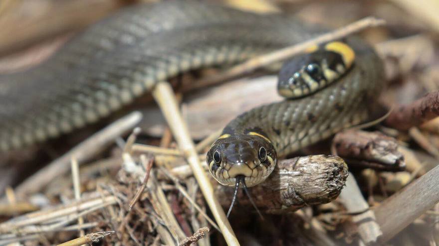 Из‑за раннего тепла в Петербурге массово проснулись змеи