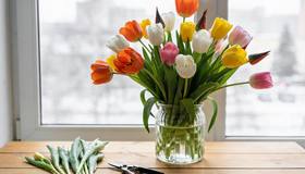 В теплицах Ленобласти зацвели Оранжевая принцесса, Белый принц, фокстрот, камила и любимец женщин — стронг голд. 