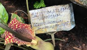 В Ботаническом саду Петербурга распустилась «лилия Вуду»