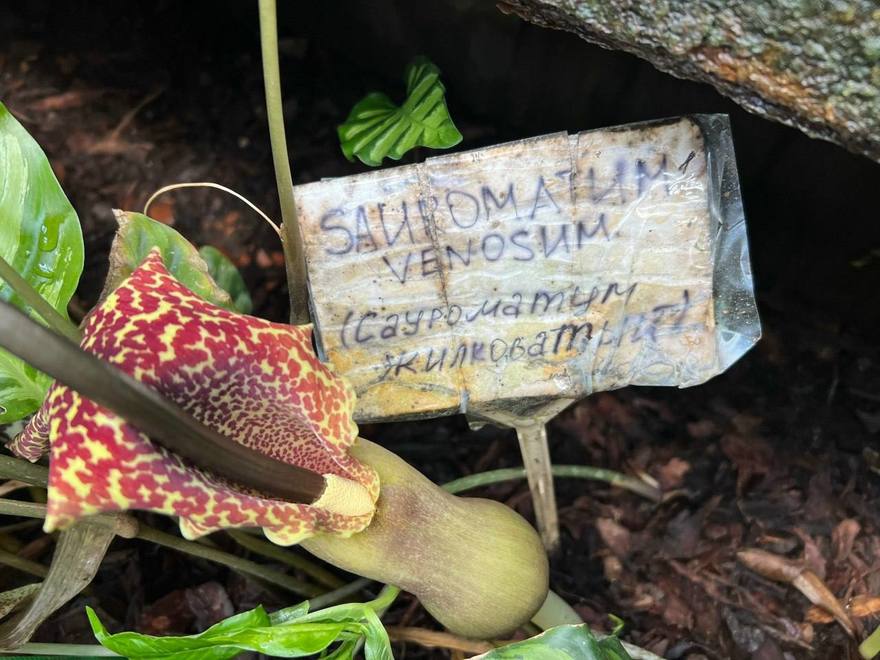 В Ботаническом саду Петербурга распустилась «лилия Вуду»