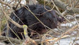 Бобр, который поселился у ЖК на Чёрной речке, стал музой для питерского фотографа.