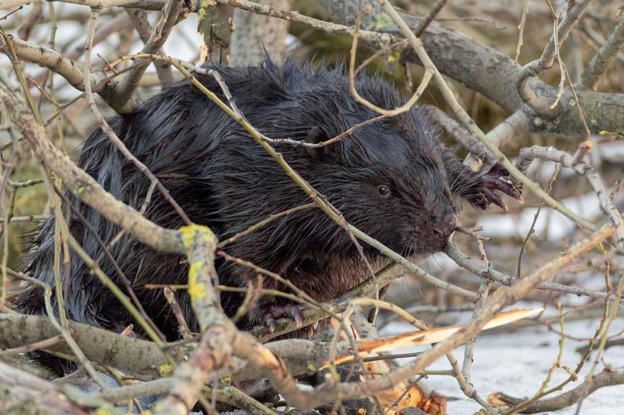 Бобр, который поселился у ЖК на Чёрной речке, стал музой для питерского фотографа.
