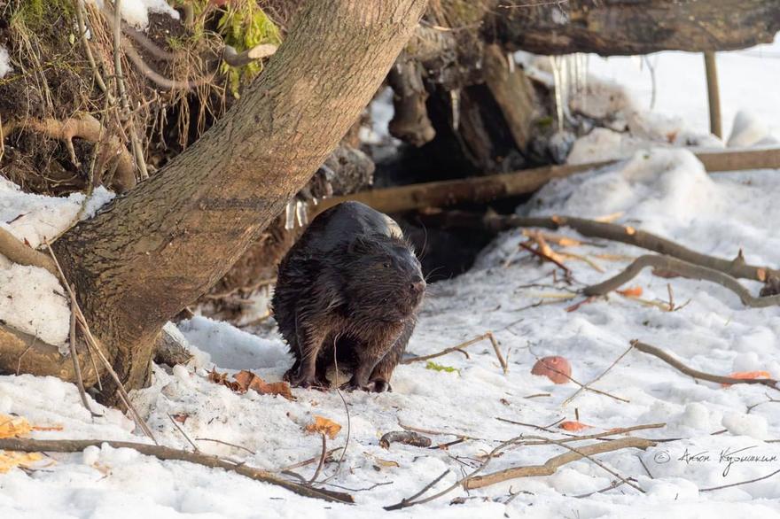 Бобр, который поселился у ЖК на Чёрной речке, стал музой для питерского фотографа.
