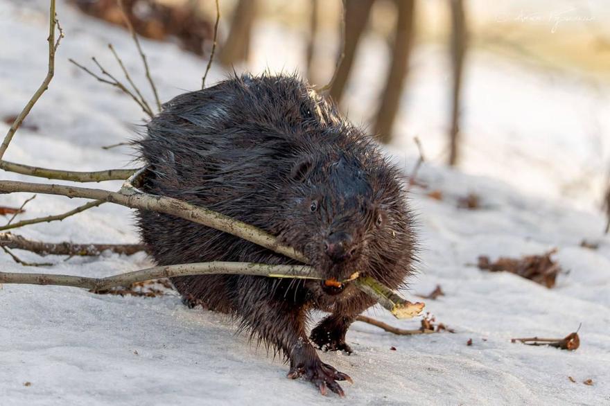 Бобр, который поселился у ЖК на Чёрной речке, стал музой для питерского фотографа.