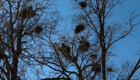 В Петербург вернулись грачи — птиц заметили на Дудергофских высотах. Их появление традиционно считают одним из первых признаков приближающейся весны.