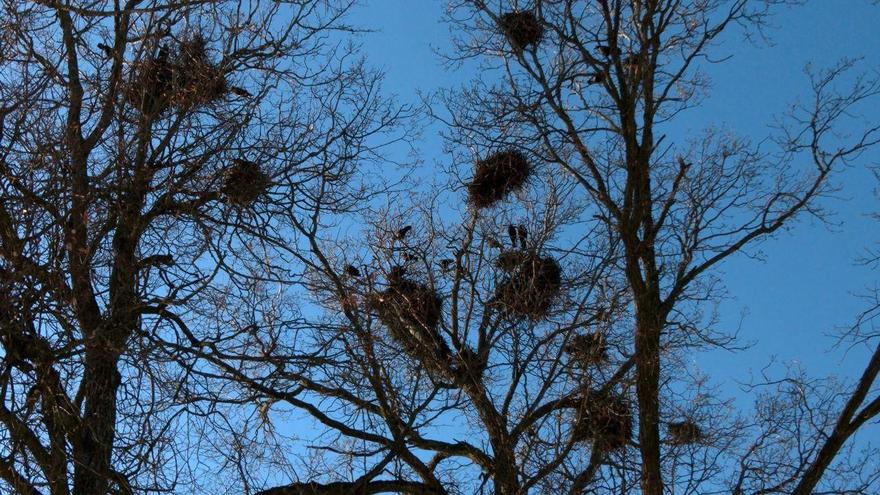 В Петербург вернулись грачи — птиц заметили на Дудергофских высотах. Их появление традиционно считают одним из первых признаков приближающейся весны.