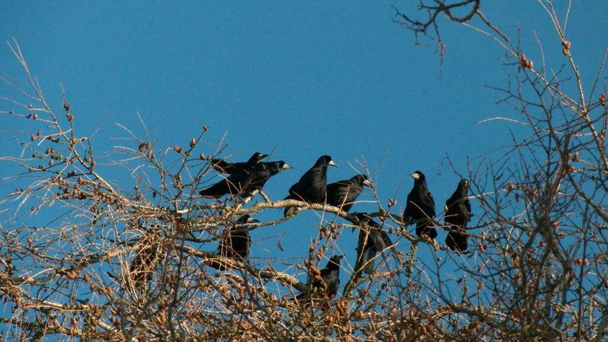 В Петербург вернулись грачи — птиц заметили на Дудергофских высотах. Их появление традиционно считают одним из первых признаков приближающейся весны.