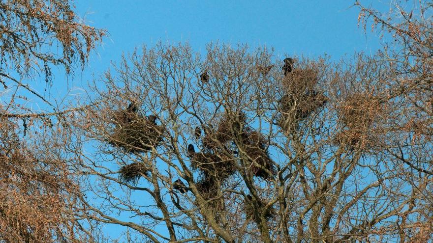 В Петербург вернулись грачи — птиц заметили на Дудергофских высотах. Их появление традиционно считают одним из первых признаков приближающейся весны.