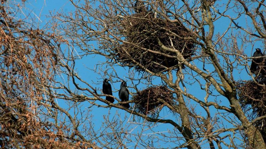 В Петербург вернулись грачи — птиц заметили на Дудергофских высотах. Их появление традиционно считают одним из первых признаков приближающейся весны.