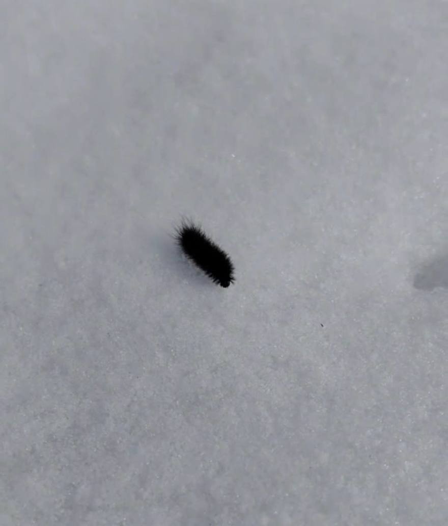В Колпино заметили первых мохнатых гусениц — они уже выбрались на снег после зимы. Такие встречи считаются одним из ранних признаков весны.
