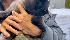 У посёлка Куркиёкки спасли маленького нерпенка