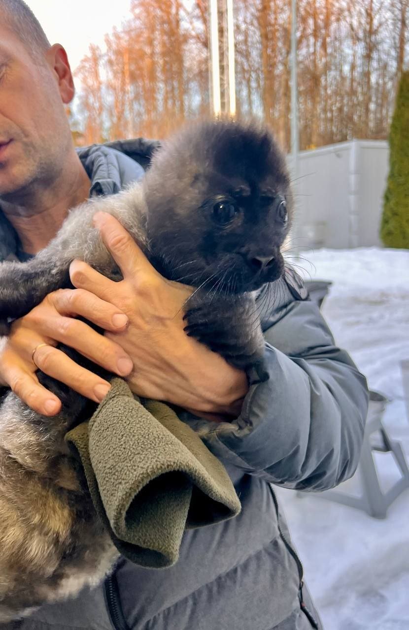 У посёлка Куркиёкки спасли маленького нерпенка