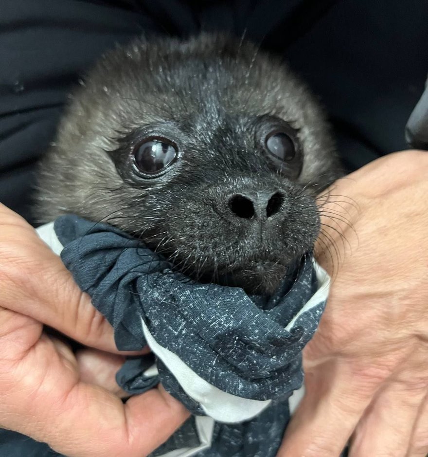 У посёлка Куркиёкки спасли маленького нерпенка