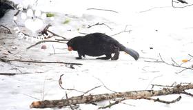 Бобру с Чёрной речки выбрали имя — Яшка.  