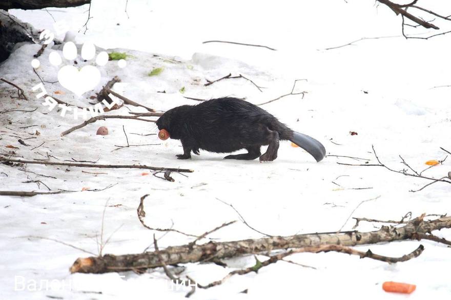 Бобру с Чёрной речки выбрали имя — Яшка.  
