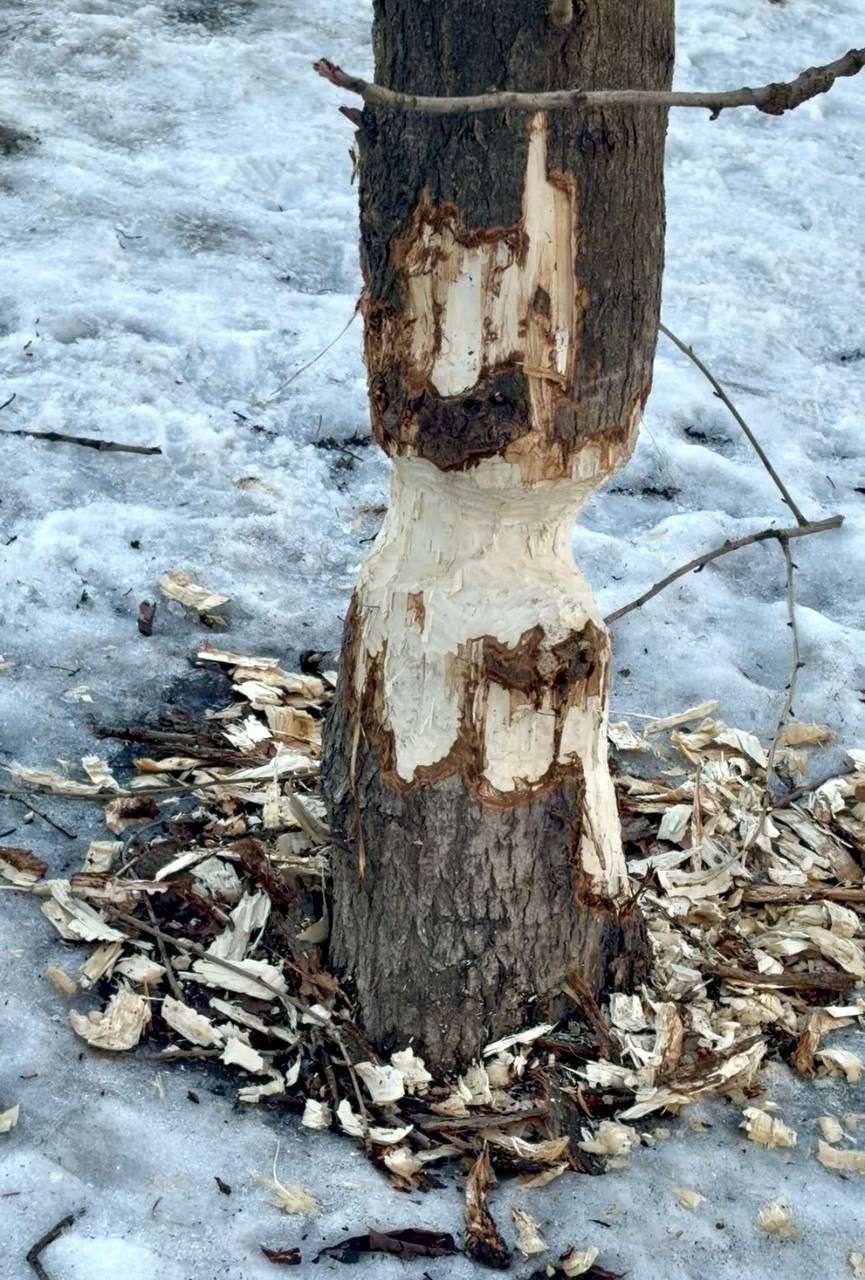 Бобру с Чёрной речки выбрали имя — Яшка.  