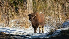 В лесах Ленинградской области вновь заметили одичавших яков