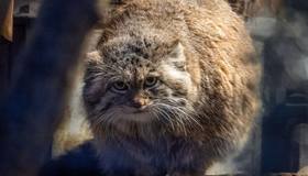 Отъевшийся манул Пепе напоминает колобка: за зиму котик превратился в пушистый шар.