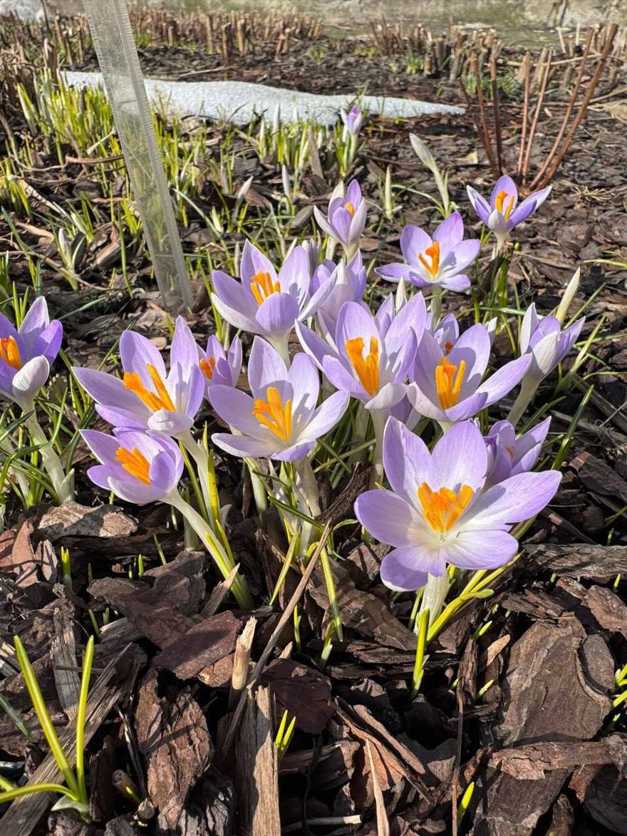 В Ботаническом саду появились первые весенние цветы — крокусы, иридодиктиумы, махровые сорта и подснежники.