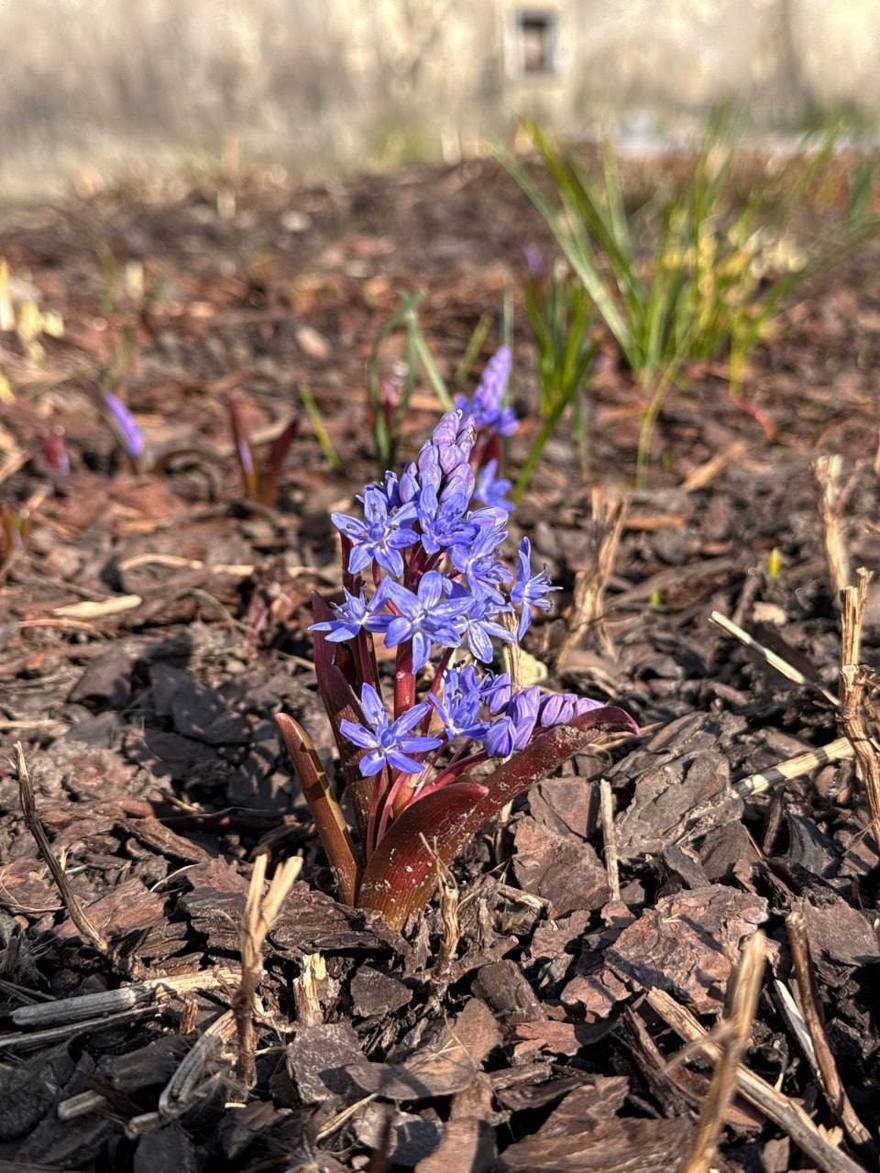 В Ботаническом саду появились первые весенние цветы — крокусы, иридодиктиумы, махровые сорта и подснежники.