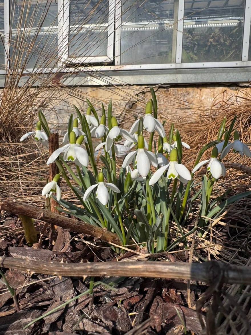 В Ботаническом саду появились первые весенние цветы — крокусы, иридодиктиумы, махровые сорта и подснежники.