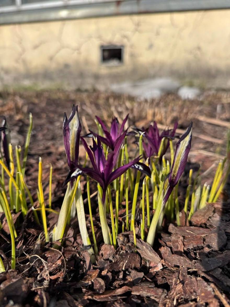 В Ботаническом саду появились первые весенние цветы — крокусы, иридодиктиумы, махровые сорта и подснежники.