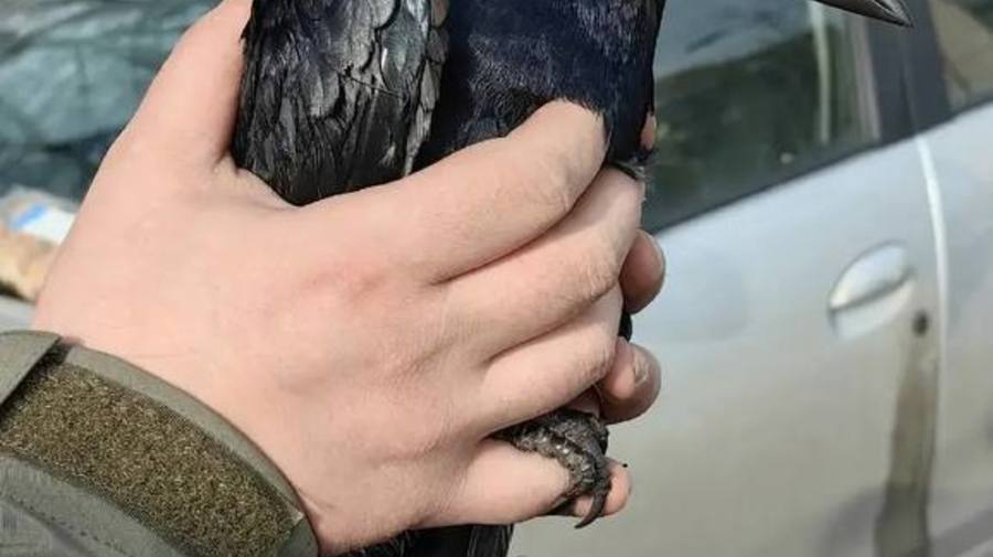 ⬛ Волонтёры «Кошкиспас» помогли грачу, который запутался в нити между деревьями на Купчинской улице.