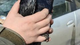 ⬛ Волонтёры «Кошкиспас» помогли грачу, который запутался в нити между деревьями на Купчинской улице. 