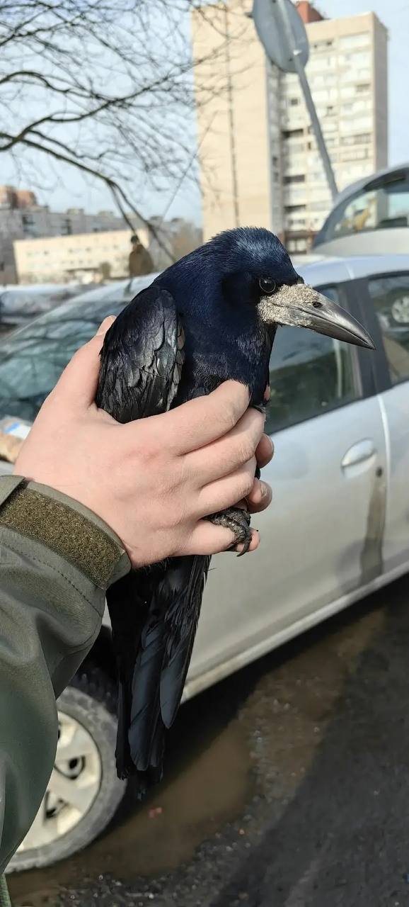 ⬛ Волонтёры «Кошкиспас» помогли грачу, который запутался в нити между деревьями на Купчинской улице. 