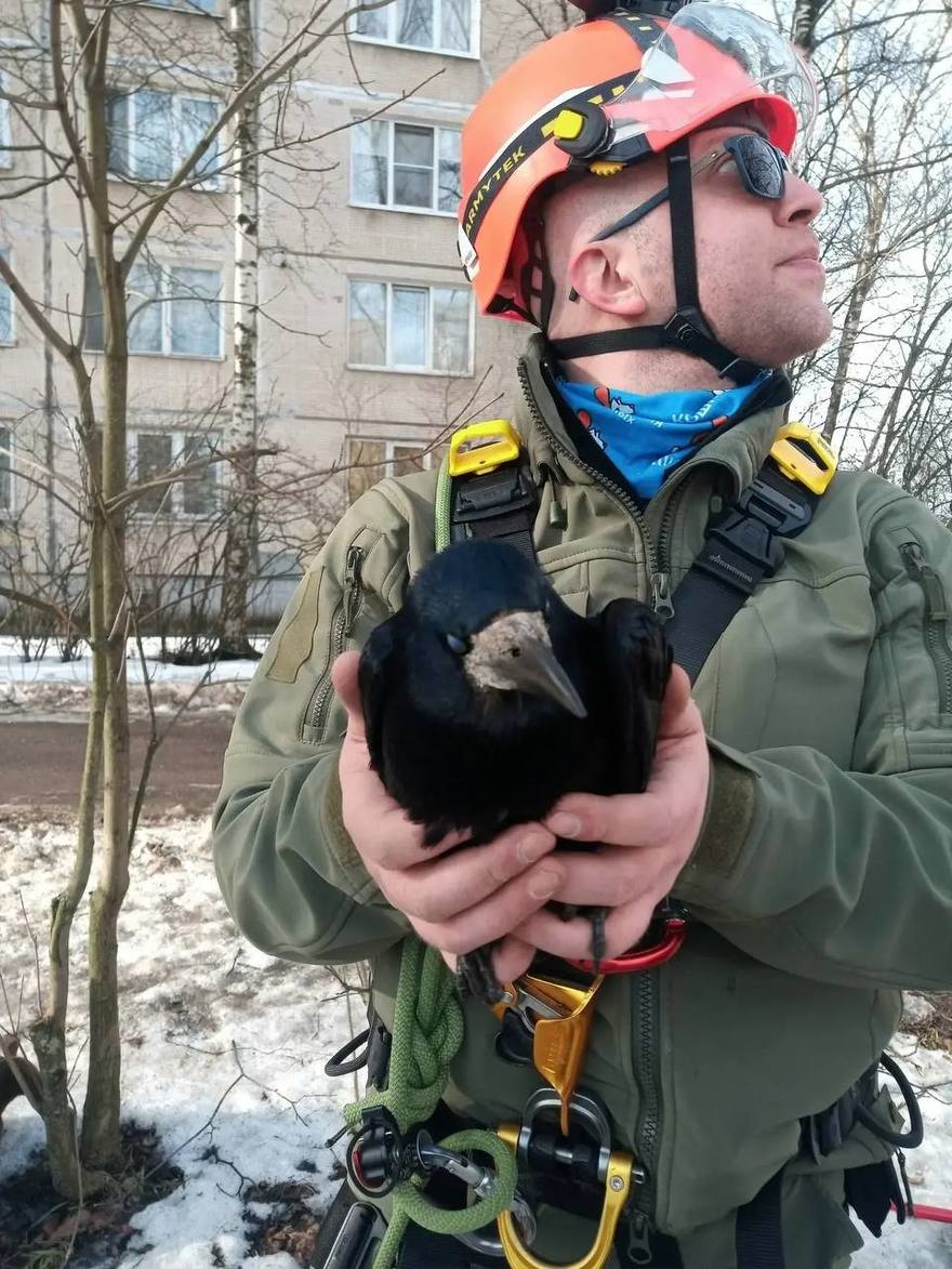 ⬛ Волонтёры «Кошкиспас» помогли грачу, который запутался в нити между деревьями на Купчинской улице. 