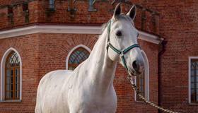 В музейном конном комплексе Царского Села живёт орловский рысак по кличке Карат