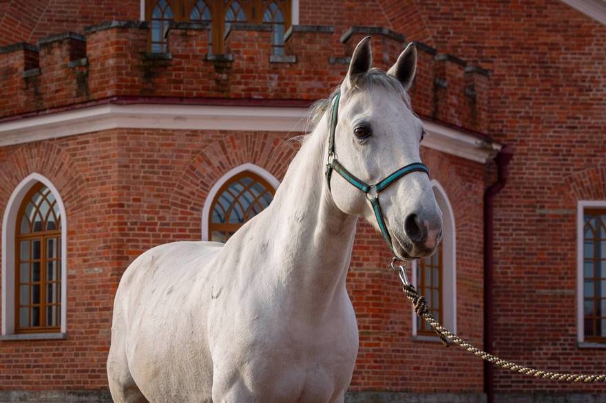 В музейном конном комплексе Царского Села живёт орловский рысак по кличке Карат